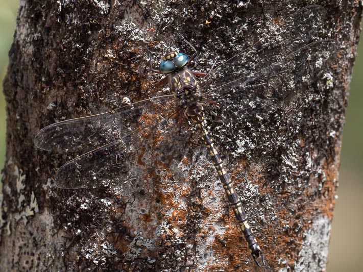 Austroaeschna multipunctata (Multi-spotted Darner)-3.jpg